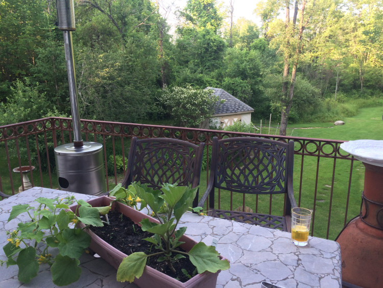 Summer backyard greenspace